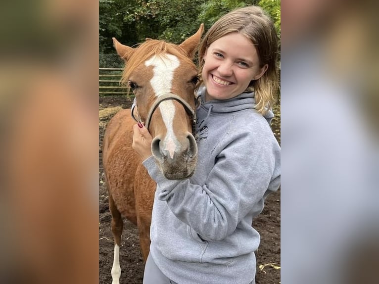 Duitse rijpony Merrie 2 Jaar 147 cm Vos in Düsseldorf