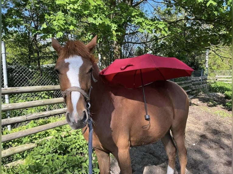 Duitse rijpony Merrie 2 Jaar 147 cm Vos in Düsseldorf