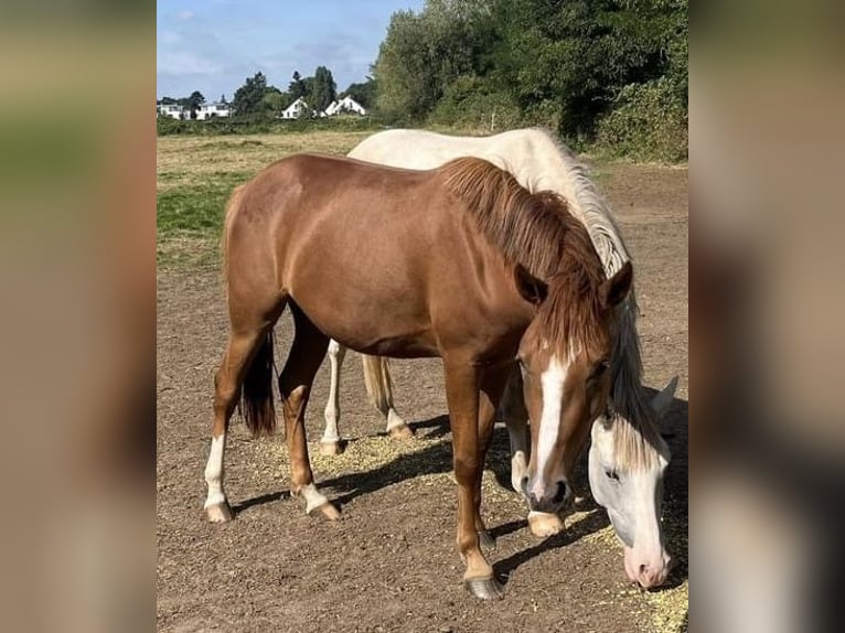 Duitse rijpony Merrie 2 Jaar 147 cm Vos in Düsseldorf