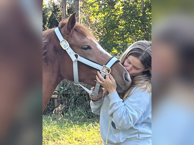 Duitse rijpony Merrie 2 Jaar 147 cm Vos in Düsseldorf