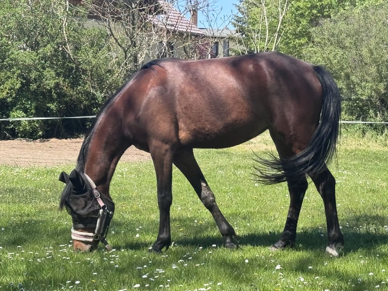 Duitse rijpony Merrie 2 Jaar 148 cm Bruin in Elstertrebnitz