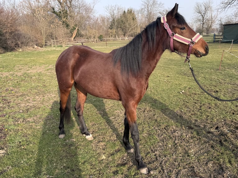 Duitse rijpony Merrie 2 Jaar 148 cm Bruin in Elstertrebnitz
