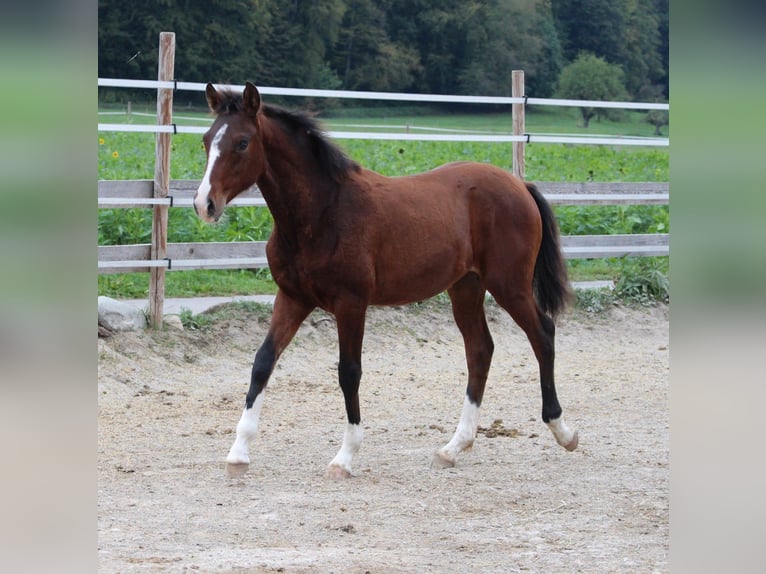 Duitse rijpony Mix Merrie 2 Jaar 148 cm Bruin in Waldshut-Tiengen