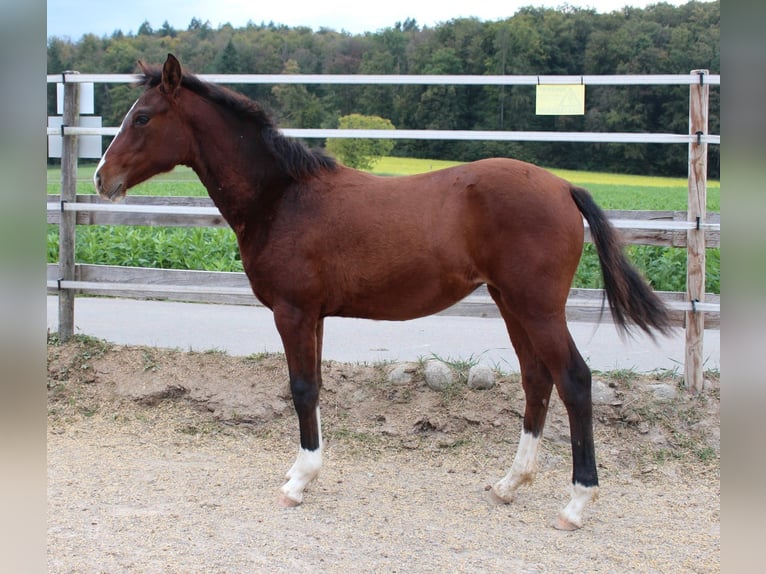 Duitse rijpony Mix Merrie 2 Jaar 148 cm Bruin in Waldshut-Tiengen