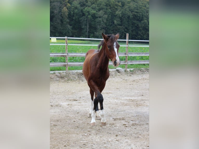 Duitse rijpony Mix Merrie 2 Jaar 148 cm Bruin in Waldshut-Tiengen