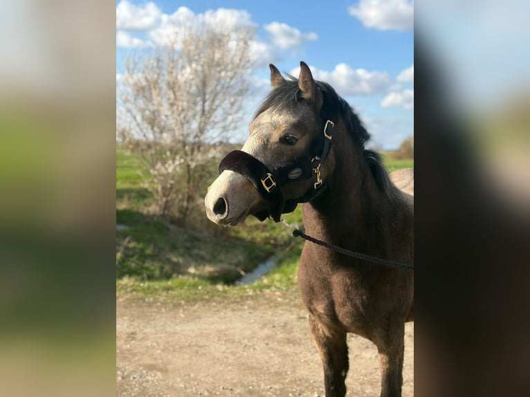 Duitse rijpony Mix Merrie 2 Jaar 148 cm Buckskin in Stade