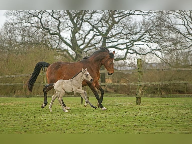 Duitse rijpony Merrie 2 Jaar 148 cm Buckskin in SchubySchuby