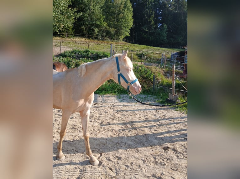 Duitse rijpony Merrie 2 Jaar 148 cm Cremello in Johanniskirchen