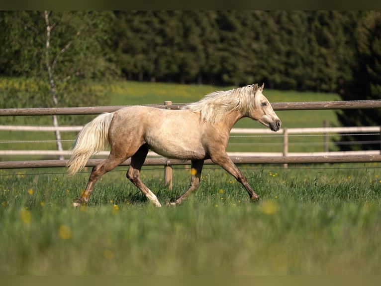 Duitse rijpony Merrie 2 Jaar 148 cm Palomino in NusplingenNusplingen