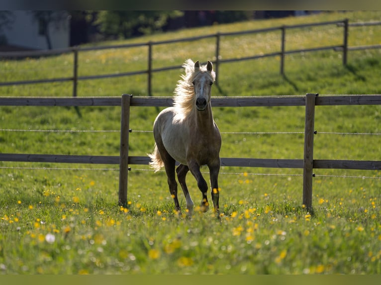 Duitse rijpony Merrie 2 Jaar 148 cm Palomino in NusplingenNusplingen