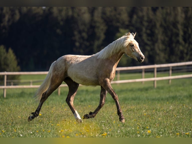 Duitse rijpony Merrie 2 Jaar 148 cm Palomino in NusplingenNusplingen