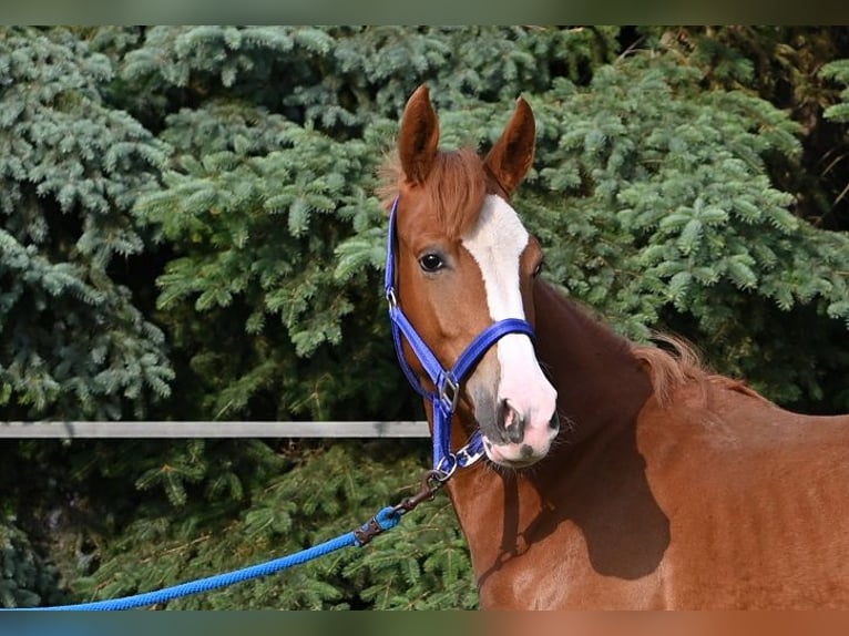 Duitse rijpony Merrie 2 Jaar 150 cm Donkere-vos in Reichenwalde