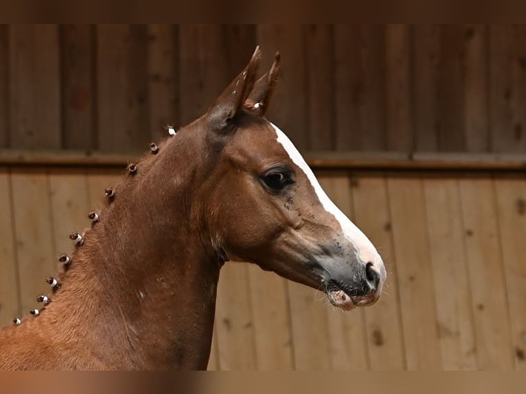 Duitse rijpony Merrie 2 Jaar 150 cm Donkere-vos in Reichenwalde
