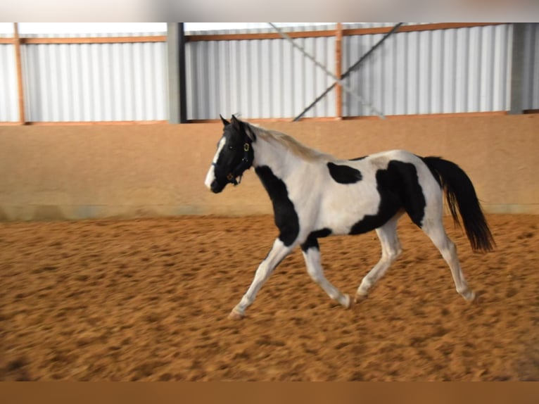 Duitse rijpony Mix Merrie 2 Jaar 150 cm Gevlekt-paard in Arneburg