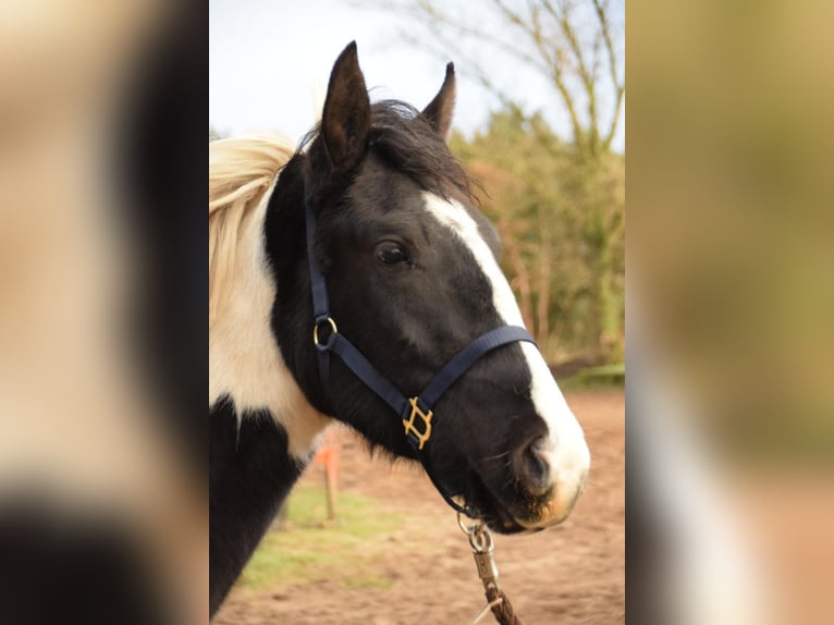 Duitse rijpony Mix Merrie 2 Jaar 150 cm Gevlekt-paard in Arneburg