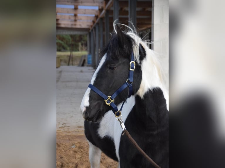 Duitse rijpony Mix Merrie 2 Jaar 150 cm Gevlekt-paard in Arneburg