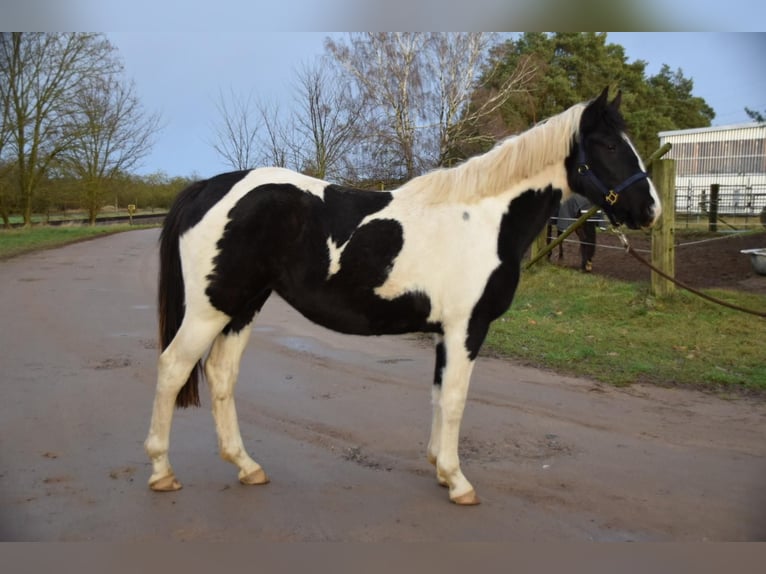 Duitse rijpony Mix Merrie 2 Jaar 150 cm Gevlekt-paard in Arneburg