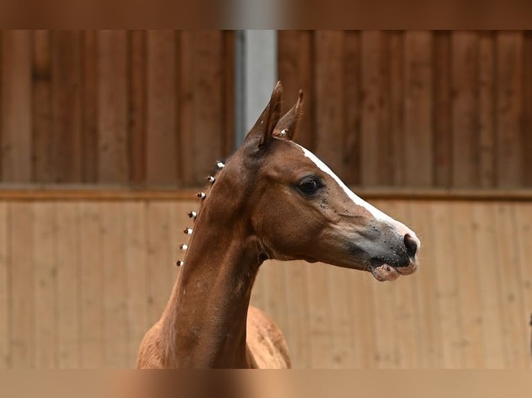 Duitse rijpony Merrie 2 Jaar 150 cm Vos in Reichenwalde