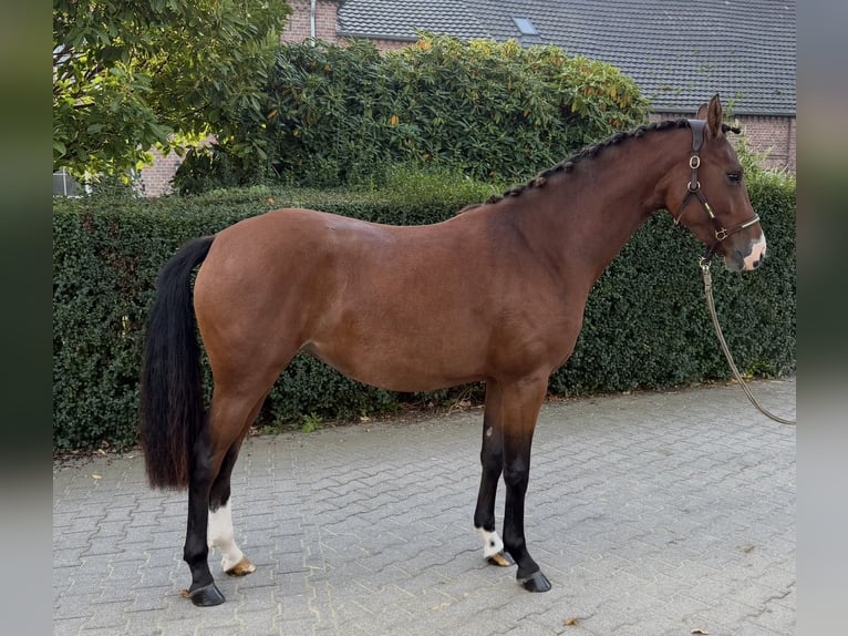 Duitse rijpony Merrie 2 Jaar 152 cm Donkerbruin in Xanten