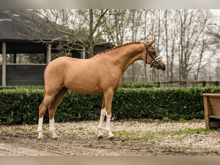 Duitse rijpony Merrie 2 Jaar 152 cm Vos in Brummen