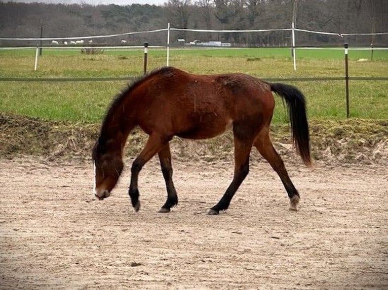 Duitse rijpony Merrie 2 Jaar Bruin in Les Bréviaires