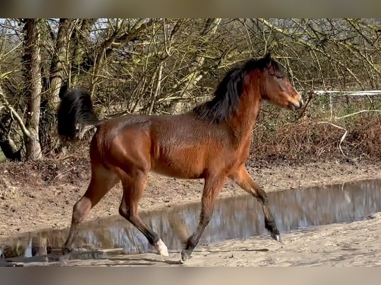 Duitse rijpony Merrie 2 Jaar Bruin in Les Bréviaires