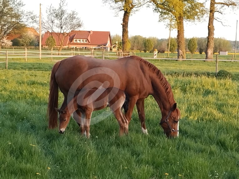 Duitse rijpony Merrie 2 Jaar Bruin in Wesel