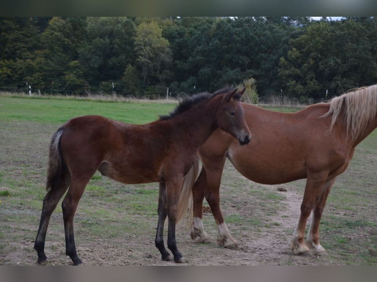 Duitse rijpony Merrie 2 Jaar Bruin in Klein Vielen