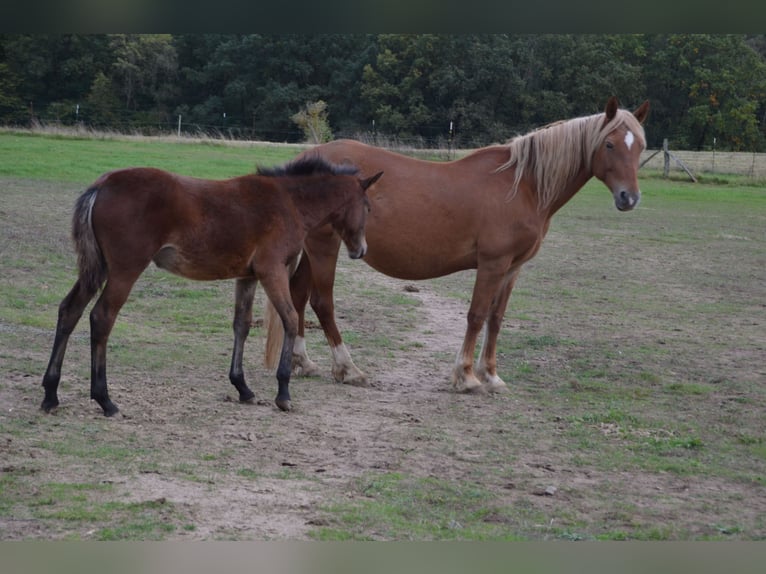 Duitse rijpony Merrie 2 Jaar Bruin in Klein Vielen