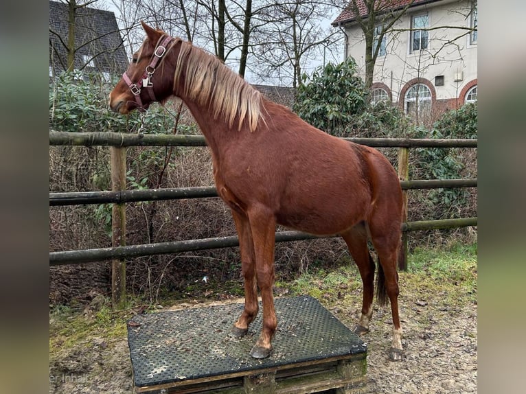 Duitse rijpony Merrie 2 Jaar Donkere-vos in Stuhr