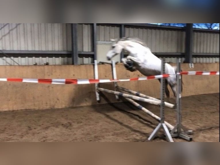 Duitse rijpony Merrie 2 Jaar in Adelheidsdorf