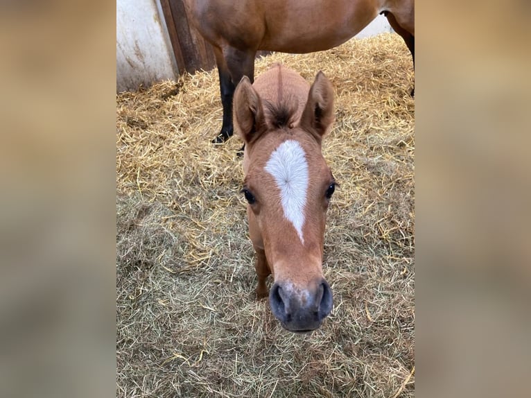 Duitse rijpony Merrie 2 Jaar Falbe in Haltern am See