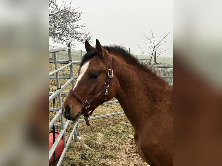 Duitse rijpony Merrie 2 Jaar Falbe in Haltern am See