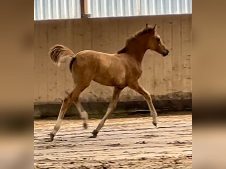 Duitse rijpony Merrie 2 Jaar Falbe in Friedland