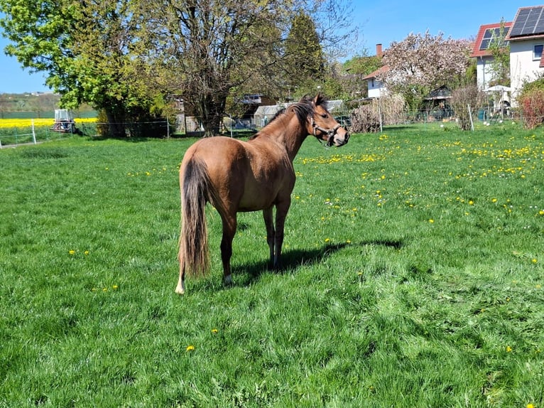 Duitse rijpony Merrie 2 Jaar Falbe in Friedland