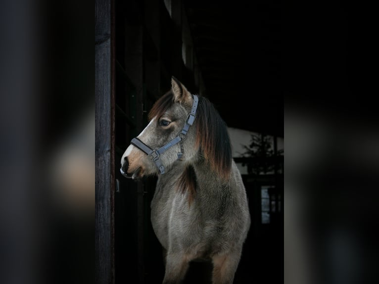 Duitse rijpony Merrie 2 Jaar Falbe in Suhl