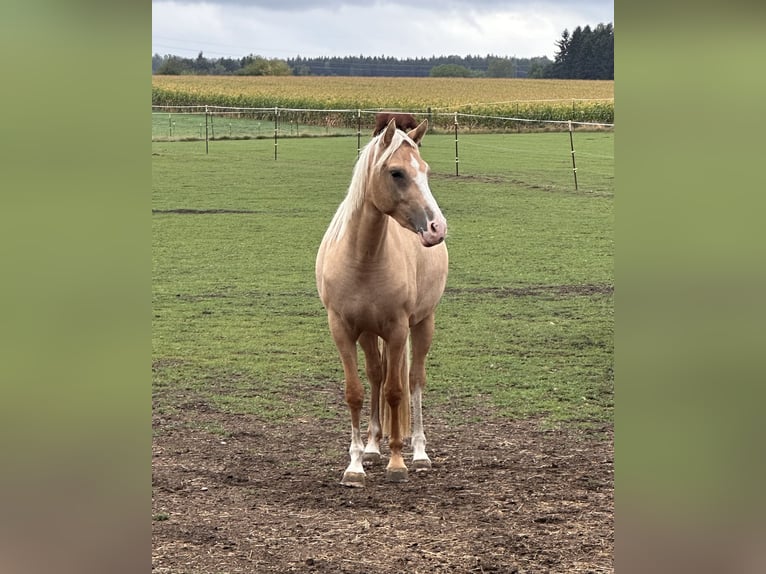 Duitse rijpony Merrie 2 Jaar Palomino in Markt Schwaben