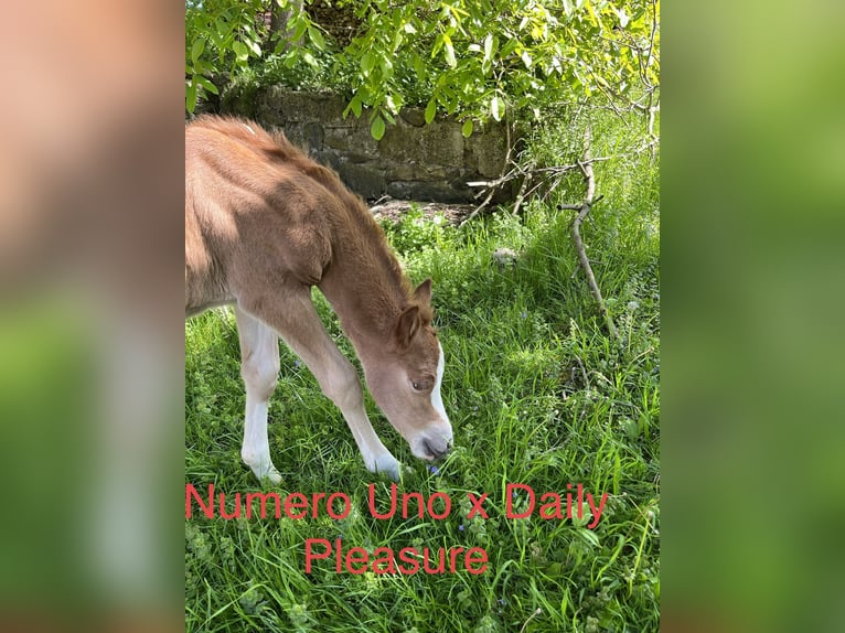 Duitse rijpony Merrie 2 Jaar Vos in Bad Endorf