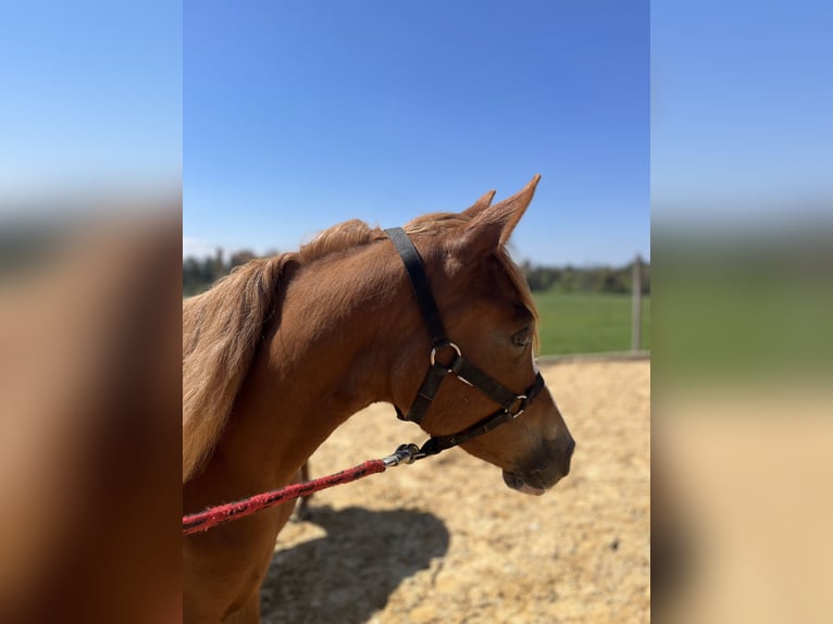 Duitse rijpony Merrie 2 Jaar Vos in Bad Endorf