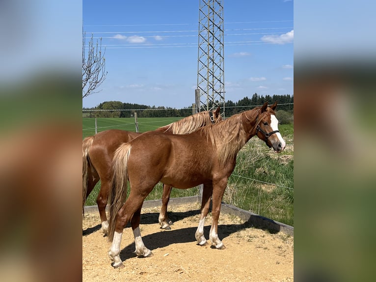 Duitse rijpony Merrie 2 Jaar Vos in Bad Endorf