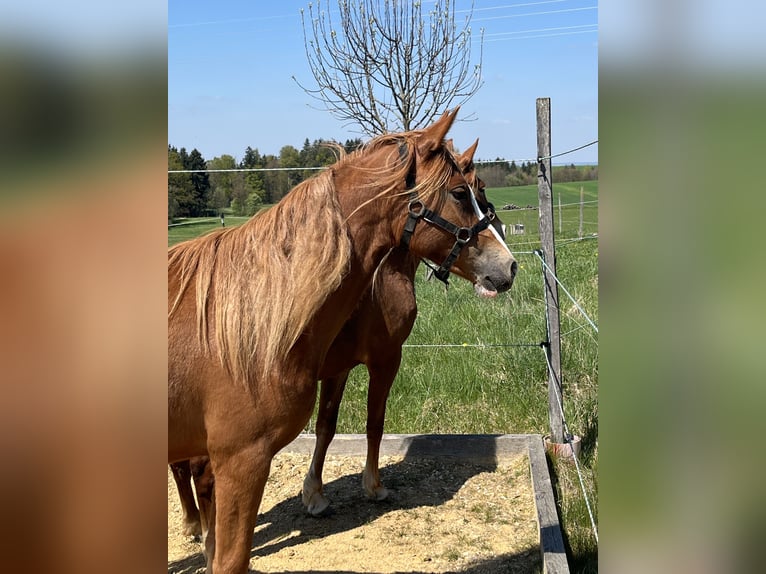 Duitse rijpony Merrie 2 Jaar Vos in Bad Endorf