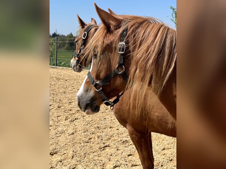 Duitse rijpony Merrie 2 Jaar Vos in Bad Endorf