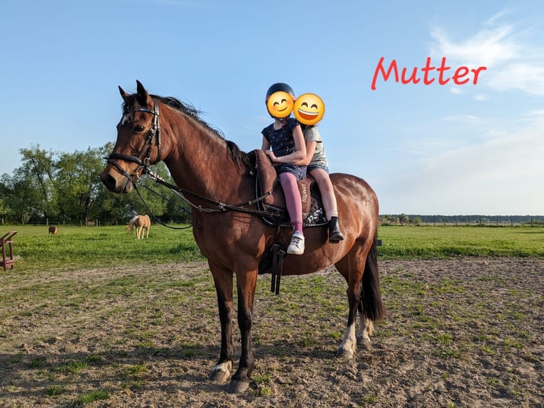 Duitse rijpony Merrie 2 Jaar Vos in Rhinow