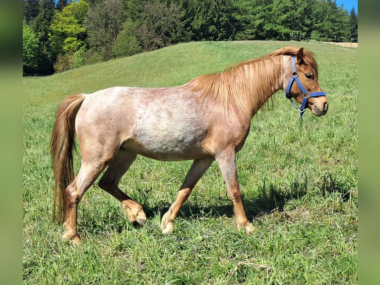 Duitse rijpony Merrie 3 Jaar 125 cm Roan-Red in Bayerbach