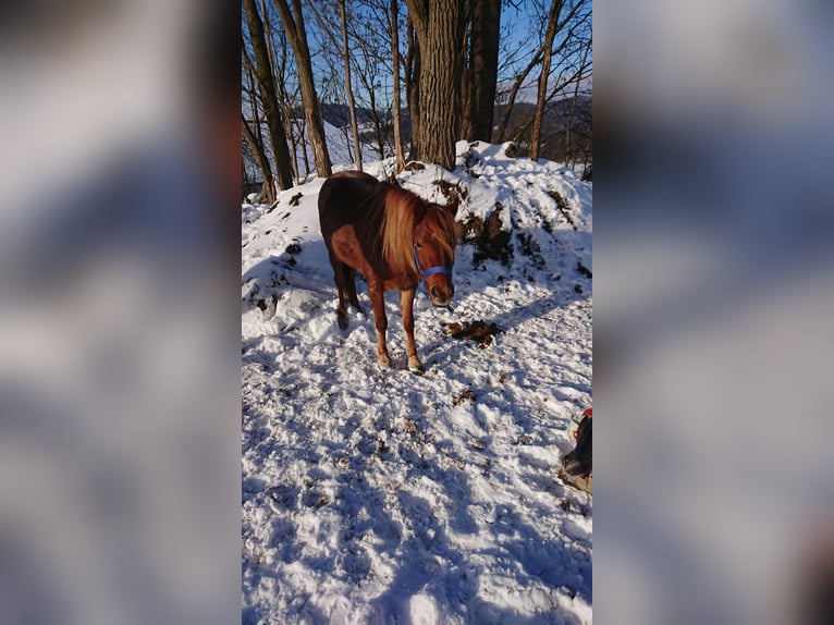 Duitse rijpony Merrie 3 Jaar 126 cm kan schimmel zijn in Ringelai
