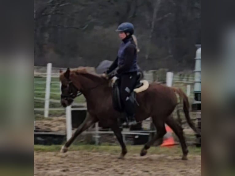 Duitse rijpony Merrie 3 Jaar 130 cm Vos in Gudow