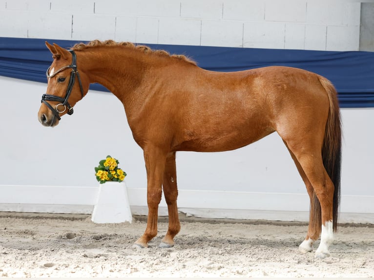 Duitse rijpony Merrie 3 Jaar 133 cm Vos in Marsberg
