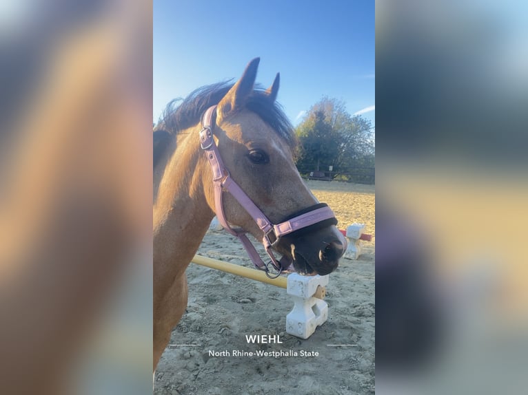 Duitse rijpony Mix Merrie 3 Jaar 134 cm Buckskin in Wiehl