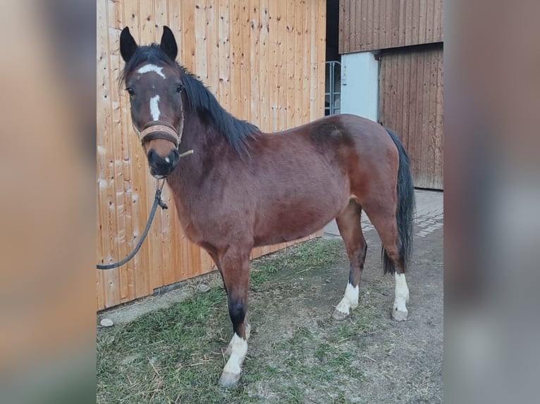 Duitse rijpony Merrie 3 Jaar 135 cm Bruin in Langenweißbach