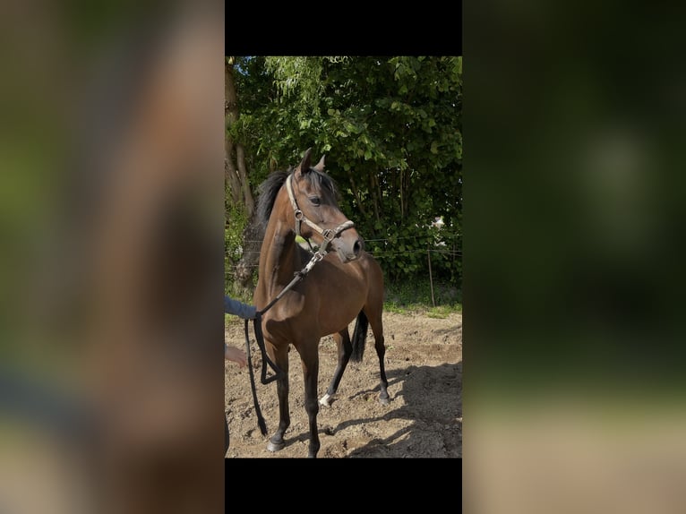Duitse rijpony Merrie 3 Jaar 136 cm Bruin in Porta Westfalica